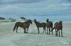 Encontro com cavalos na Praia do Farol, no Parque Nacional da Lagoa do Peixe, no sul do Rio Grande do Sul, entre a Lagoa dos Patos e o Oceano Atlântico